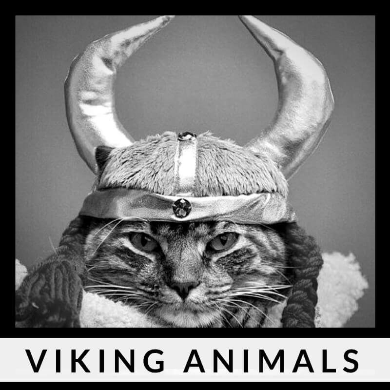 What kind of animals did the Vikings have?